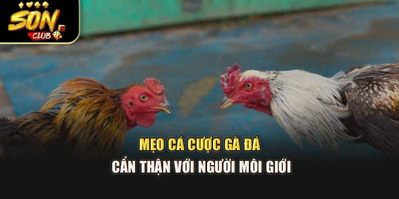 Mẹo cá cược gà đá - Cẩn thận với người môi giới